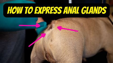 the anal express