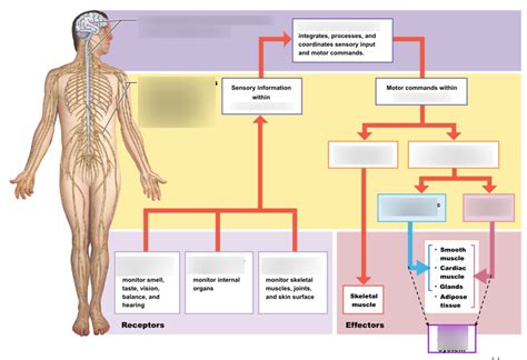 the basic unit of the nervous system is called quizlet