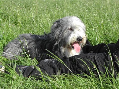 the bearded collie club of scotland