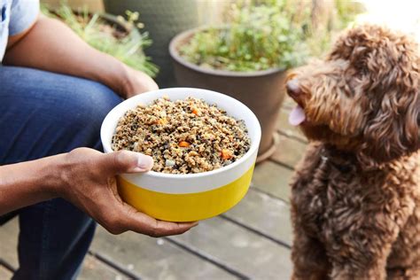 the best fresh dog food delivery