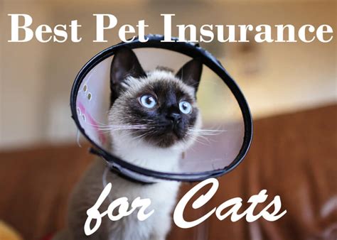 the best pet insurance for cats