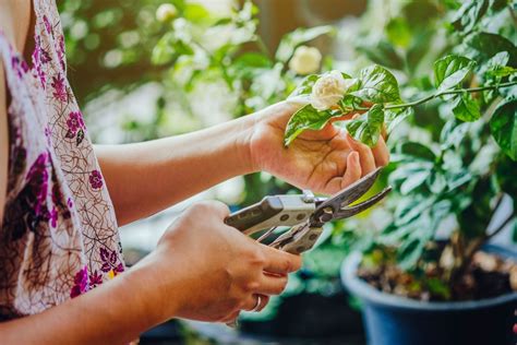 Grow more plants from cuttings with these mustknow tricks Better
