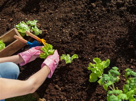 Best Soil For Vegetable Garden The Garden