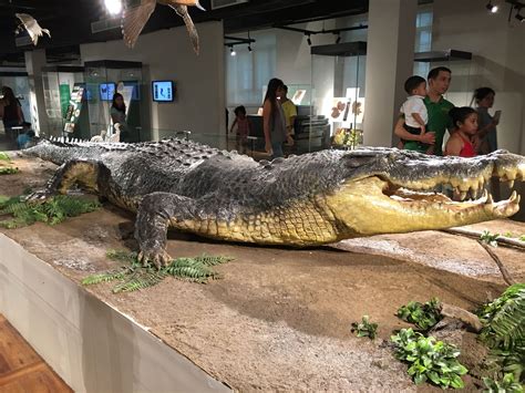 the biggest crocodile lolong