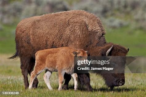 the bison of yellowstone national park