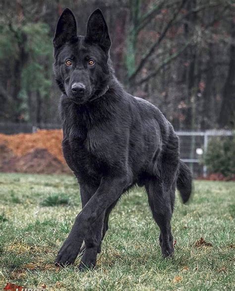 the black shepherd