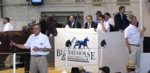 the blooded horse sale