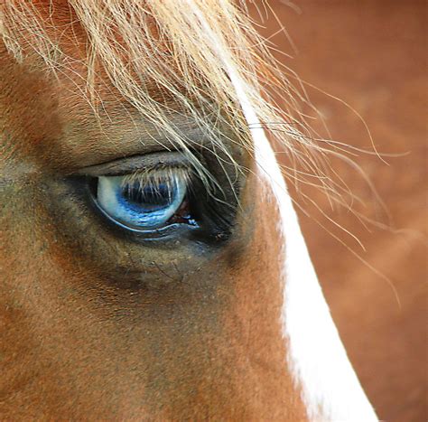 the blue eyed horse movie