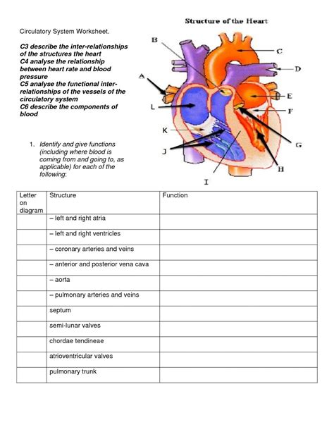 the cardiovascular system worksheet answers