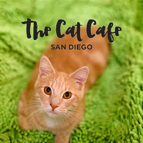 the cat cafe san diego