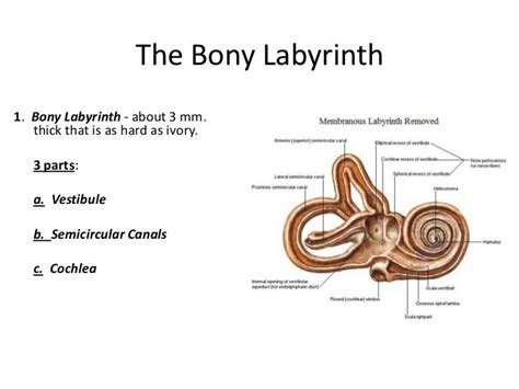 the central part of the bony labyrinth