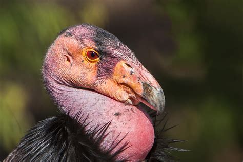 the condor bird facts