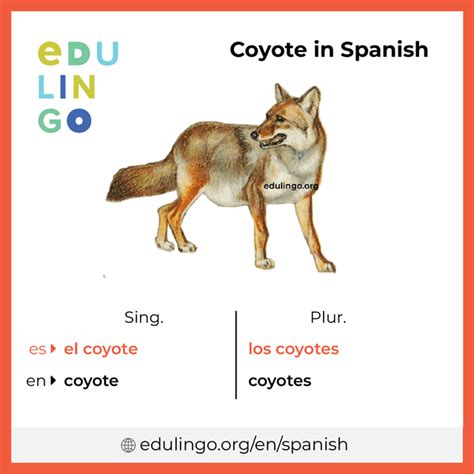 the coyote in spanish