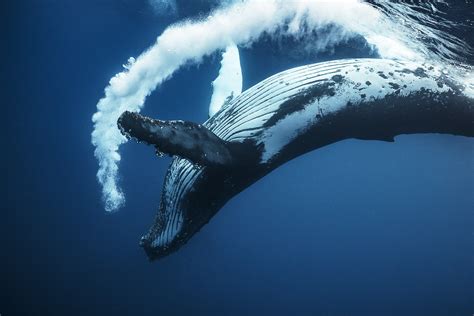 the deep whale scene