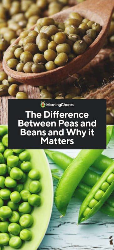 The Difference Between Peas And Beans