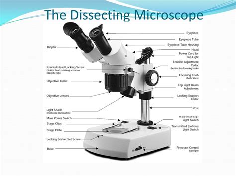 The Dissecting Microscope Parts And Functions
