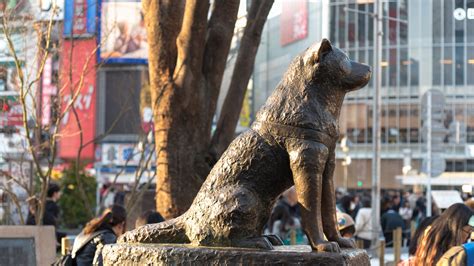 the dog named hachiko
