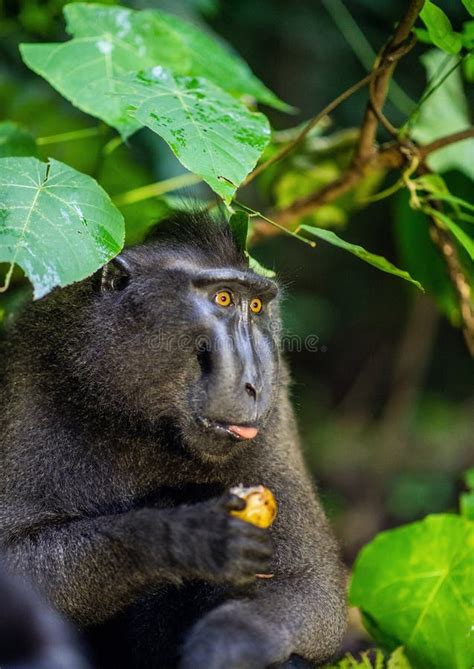 the elephant celebes island macaque