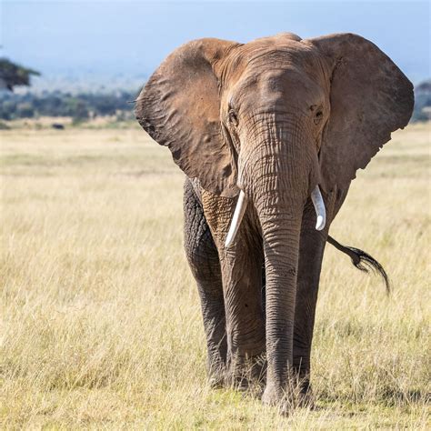 the elephant east africa