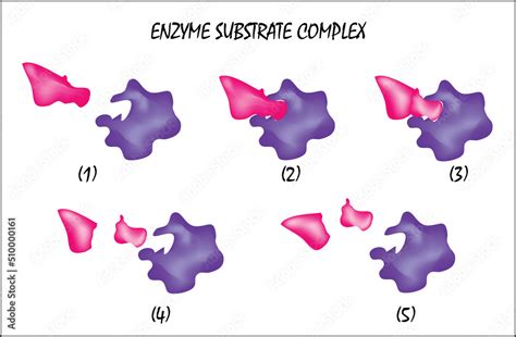 The Enzyme And Substrate For A Temporary Complex