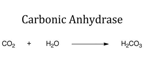 the enzyme carbonic anhydrase converts