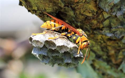 the executioner wasp is found