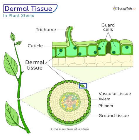 The Facial Tissue Definition