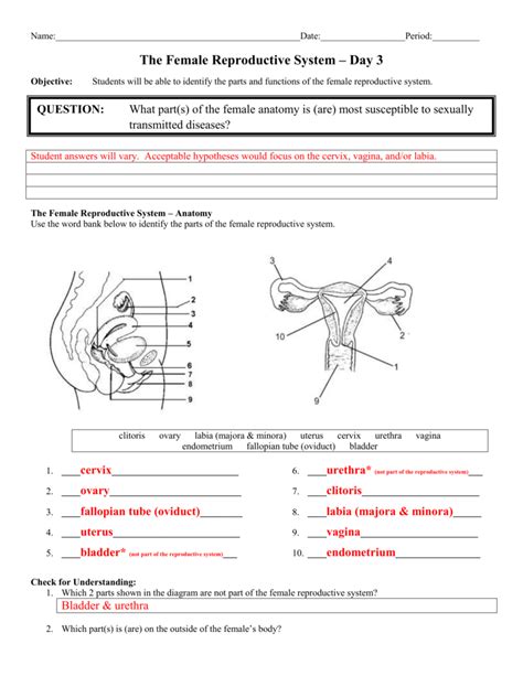 the female reproductive system se-9 worksheet answers