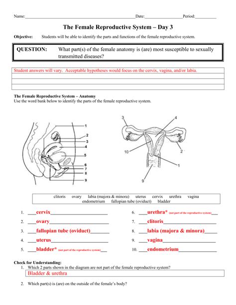 the female reproductive system worksheet answers