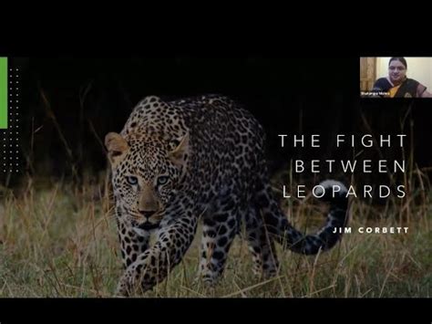 the fight between leopards by jim corbett