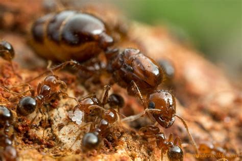the fire ant queen