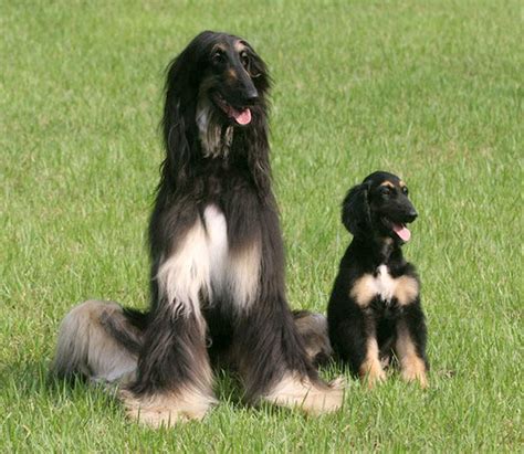 the first cloned dog