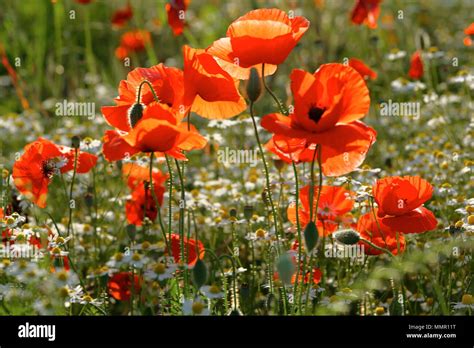 The Flowers Danced In The Wind Is An Example Of