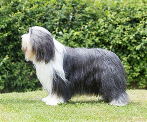 the friendly bearded collie club