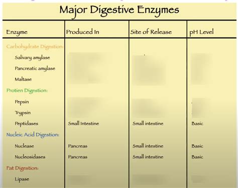The Function Of Digestive Enzymes Is To Quizlet
