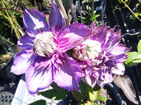 the garden centre timaru