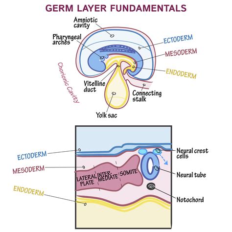 The Germ Explained