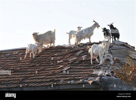 the goat on the roof