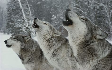 the gray wolf song