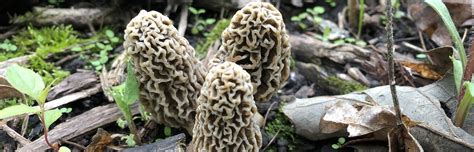the great morel