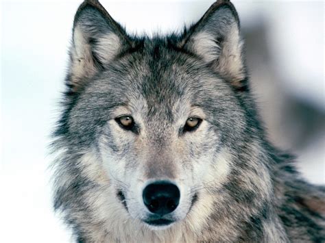 the grey wolf