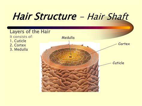  79 Stylish And Chic The Hair Shaft Is Composed Of What Important Protein For Short Hair