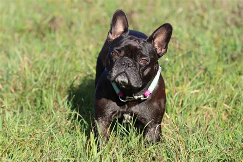 the history and origin of french bulldogs