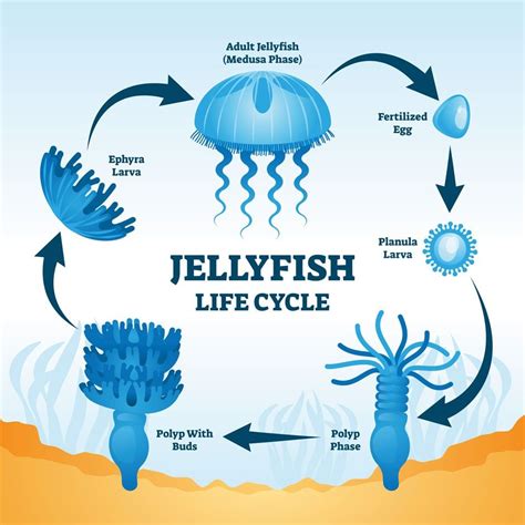 the history of jellyfish