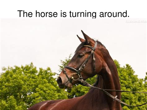 the horse is turning around