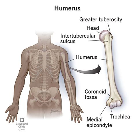 The Humerus Bone Of
