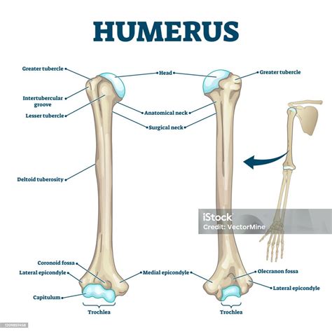 The Humerus Bone Role