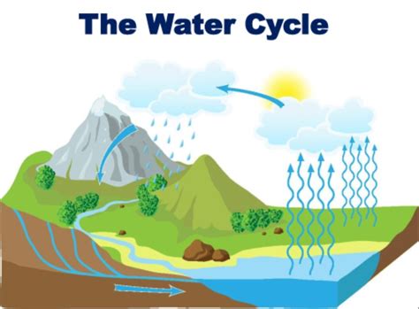 the hydrologic cycle quizlet