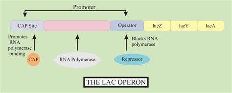 The Lactose Operon The Biotech Notes