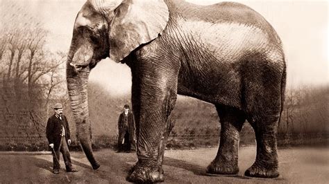The Largest Elephant On Record